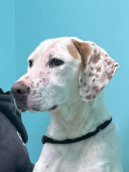 English Pointer Dogs Available for Adoption - Jellybean | PetCurious