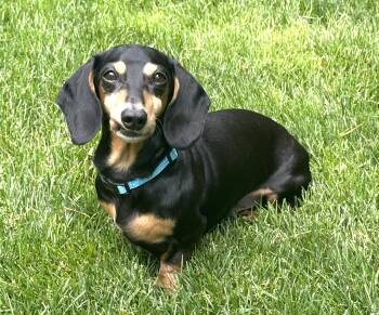 Tonka -  Dachshund Dog for Adoption in New York, New York - Tonka | PetCurious