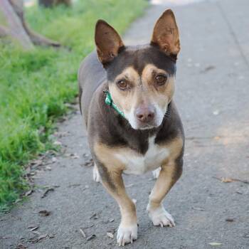 Mixed Breed Dogs Available for Adoption - JOHNNY | PetCurious