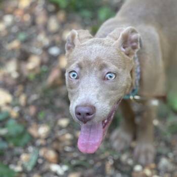 Mixed Breed Dogs Available for Adoption in Bartlett, Tennessee - Olive "Livie" | PetCurious