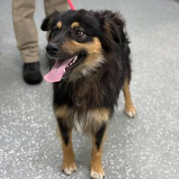 Cosmo -  Australian Shepherd and German Shepherd Dog Dog for Adoption in Bardstown, Kentucky - Cosmo | PetCurious
