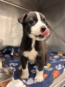 Pit Bull Terrier and Mixed Breed Dogs Available for Adoption in Albuquerque, New Mexico - BLISSFUL | PetCurious