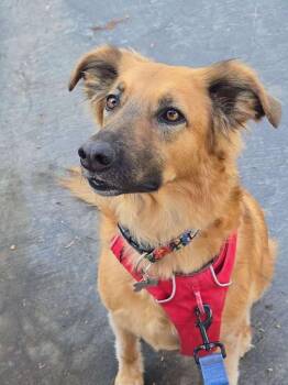 Black Mouth Cur and Shepherd Dogs Available for Adoption in Magnolia, Texas - Maya | PetCurious