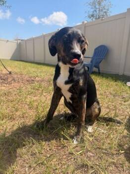 Java- Oreo -  Mixed Breed Dog for Adoption in Lakeland, Florida - Java- Oreo | PetCurious
