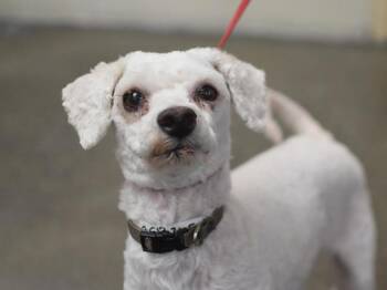 Kale -  Poodle Dog for Adoption in Portland, Oregon - Kale | PetCurious