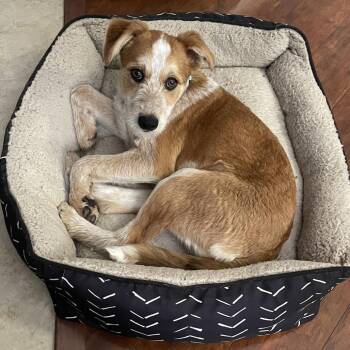 Mixed Breed Dogs Available for Adoption in Springboro, Ohio - Olivia | PetCurious