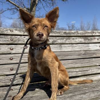 Mixed Breed Dogs Available for Adoption - Tito | PetCurious