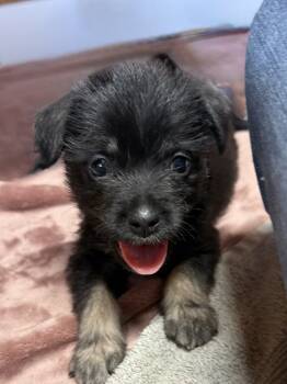 Rescue Yorkshire Terrier and Pug Dogs for Adoption in Bolivar, Missouri - Brief | PetCurious