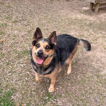 Australian Cattle Dog Blue Heeler Dogs Available for Adoption - Big Booty Trudy | PetCurious