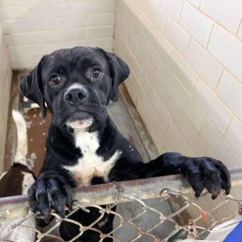 Migo -  Mastiff and Mixed Breed Dog Available for Adoption in Edinburg, Texas - Migo | PetCurious