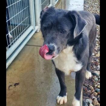 Labrador Retriever and Border Collie Dogs Available for Adoption in Attica, Indiana - Bear | PetCurious