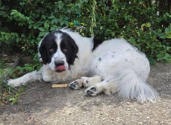 mac -  Newfoundland Dog Dog for Adoption in Pittsburgh, Pennsylvania - Mac | PetCurious