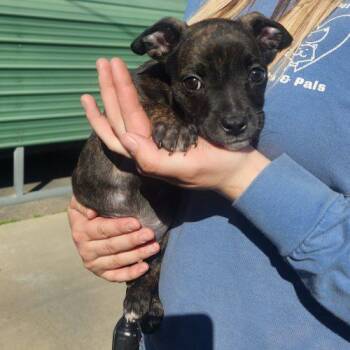 Pit Bull Terrier Dogs Available for Adoption - Jelly Bean | PetCurious