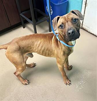 Rescue Mixed Breed Dogs for Adoption in Nashville, Tennessee - Chozen | PetCurious