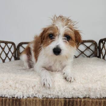 Gargamella -  Chihuahua Dog for Adoption in Fort Wayne, Indiana - Gargamella | PetCurious