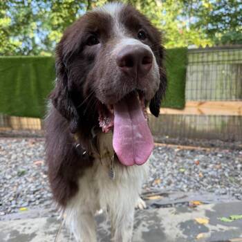Brownie -  Newfoundland Dog Dog for Adoption in West Chester, Pennsylvania - Brownie | PetCurious