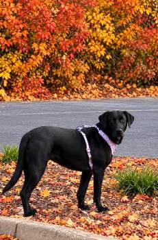 Roxy - In CT -  Black Labrador Retriever Dog for Adoption - Roxy - In CT | PetCurious