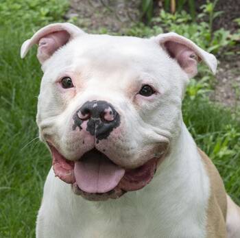 American Bulldog Dogs Available for Adoption - Romeo - Fee Waived | PetCurious