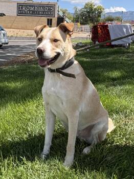 Junior -  Husky and American Staffordshire Terrier Dog for Adoption in Albuquerque, New Mexico - Junior | PetCurious