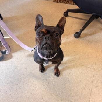 Bella -  French Bulldog Dog for Adoption in Medina, Ohio - Bella | PetCurious
