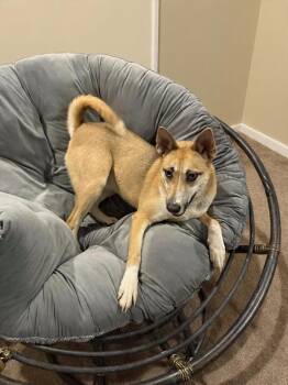 Mixed Breed Dogs Available for Adoption - Cupcake | PetCurious