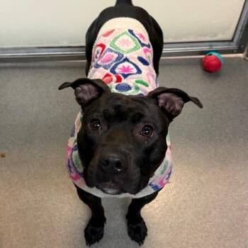 Pit Bull Terrier Dogs Available for Adoption - Naja | PetCurious