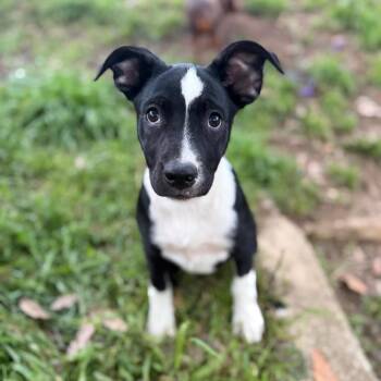 German Shepherd Dog and Mixed Breed Dogs Available for Adoption - Gia | PetCurious