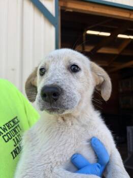 Mixed Breed Dogs Available for Adoption in Lawrenceburg, Tennessee - Seven Litter Pup 1 | PetCurious