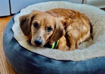 Bandit -  Dachshund Dog for Adoption - Bandit | PetCurious
