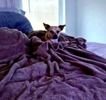 Rat Terrier and Chihuahua Dogs Available for Adoption - Sunshine  | PetCurious