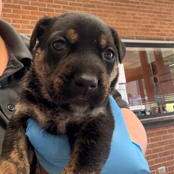 Kora -  Retriever Dog Available for Adoption in Birmingham, Alabama - Kora | PetCurious
