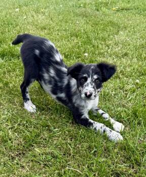 Australian Shepherd Dogs Available for Adoption in Iron Ridge, Wisconsin - Brooklyn | PetCurious
