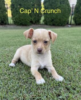 Cap N Crunch -  Chihuahua and Pomeranian Dog for Adoption in Kings Mountain, North Carolina - Cap N Crunch | PetCurious