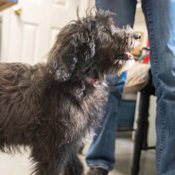 Hazel -  Great Pyrenees and Poodle Dog for Adoption in Pawling, New York - Hazel | PetCurious
