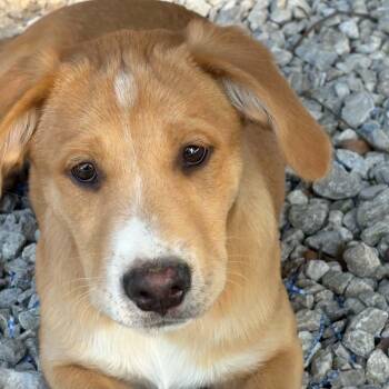 Labrador Retriever and Collie Dogs Available for Adoption in Andover, Massachusetts - Hogan Renata | PetCurious