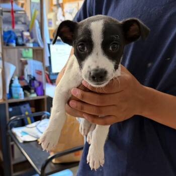 Bedroque -  Chihuahua and Terrier Dog Available for Adoption in San Pablo, California - Bedroque | PetCurious