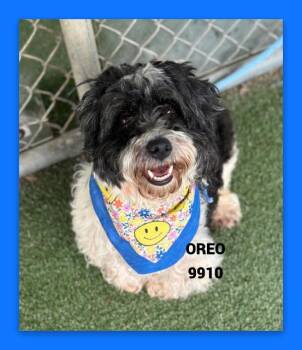 OREO -  Shih Tzu and Mixed Breed Dog for Adoption in Marietta, Georgia - OREO | PetCurious