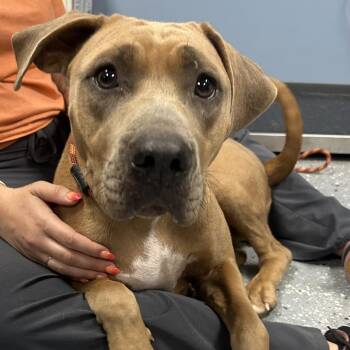 Blanche -  Mixed Breed Dog for Adoption in Saint Joseph, Missouri - Blanche | PetCurious
