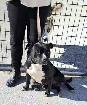 Rescue American Staffordshire Terrier Dogs for Adoption in Stanton, Kentucky - Roxy | PetCurious