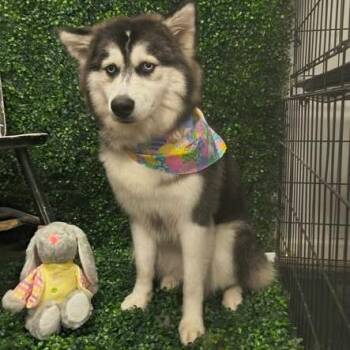 Siberian Husky Dogs Available for Adoption in Kittanning, Pennsylvania - Hershey | PetCurious