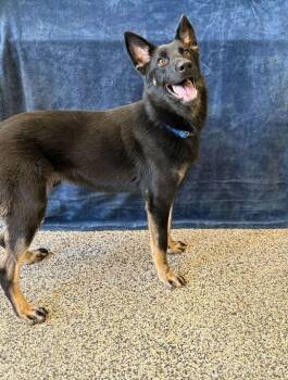 German Shepherd Dog Dogs Available for Adoption in Jackson, Michigan - Colonel Sanders | PetCurious