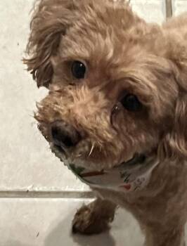 BRANDY -  Poodle Dog for Adoption in Mount Laurel Township, New Jersey - BRANDY | PetCurious