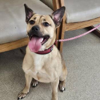 Nova -  Mixed Breed Dog for Adoption in Evansville, Indiana - Nova | PetCurious