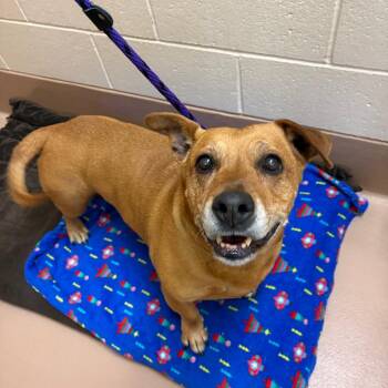Wanda -  Pit Bull Terrier and Mixed Breed Dog for Adoption in Reno, Nevada - Wanda | PetCurious