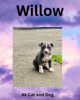 Willow (shadow pup 1) -  American Staffordshire Terrier Dog for Adoption in Wasilla, Alaska - Willow (shadow Pup 1) | PetCurious