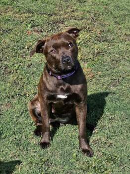 Pit Bull Terrier Dogs Available for Adoption in Shawnee, Oklahoma - Sora | PetCurious