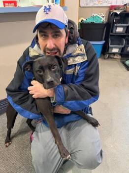 Pit Bull Terrier Dogs Available for Adoption - Ramona | PetCurious