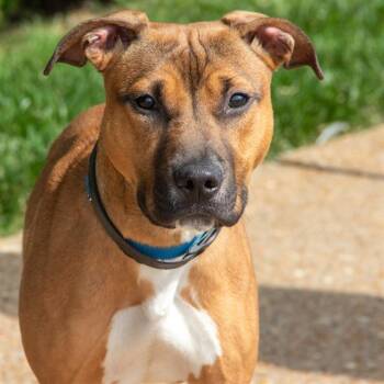 REDWOOD -  Labrador Retriever and Beagle Dog Available for Adoption in St. Louis, Missouri - REDWOOD | PetCurious