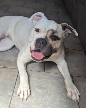 Adele -  American Bulldog Dog for Adoption in Denver, Colorado - Adele | PetCurious