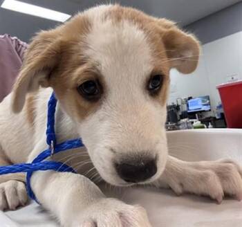 DILLION -  Labrador Retriever and Mixed Breed Dog for Adoption in Thousand Palms, California - DILLION | PetCurious